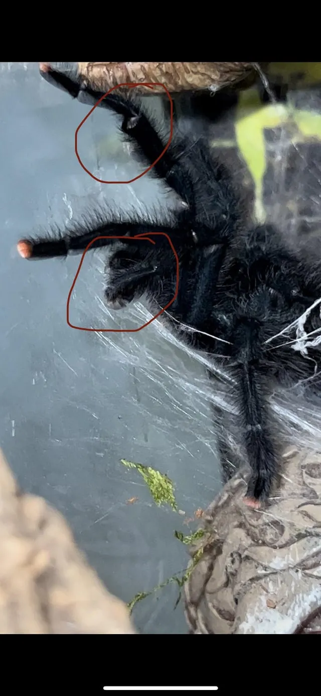 17867 tarantula molt color variations