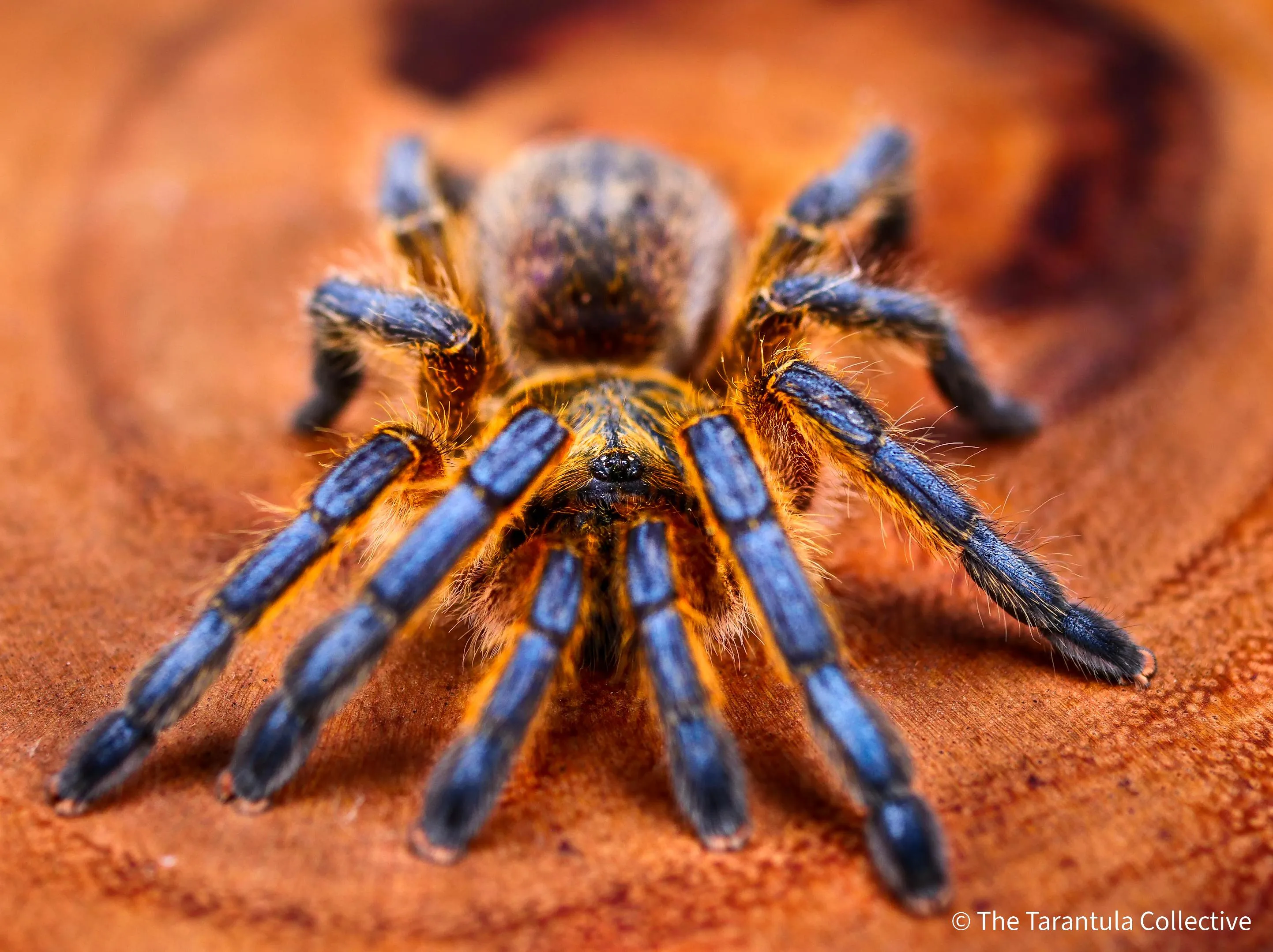 17869 blue baboon tarantula hydration