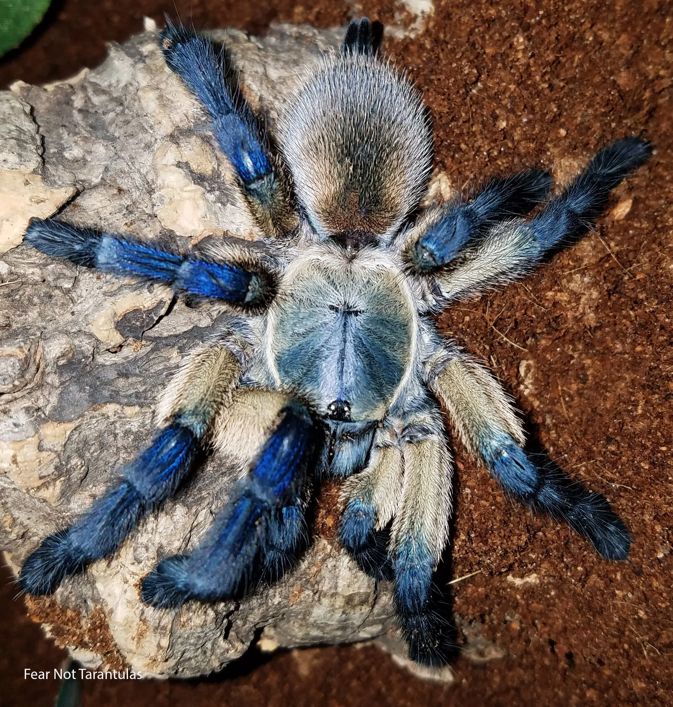 /img/17869-tarantula-molting.webp
