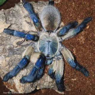 /img/17869-tarantula-molting.webp