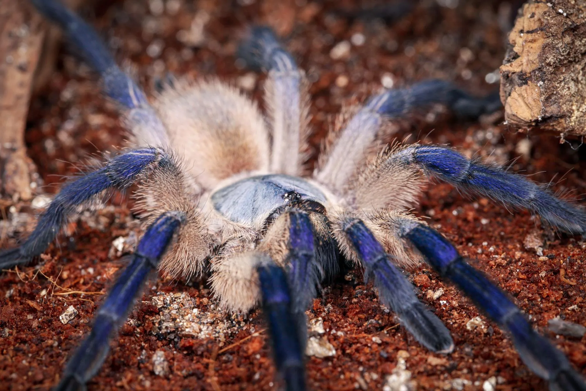 17869 tarantula substrate