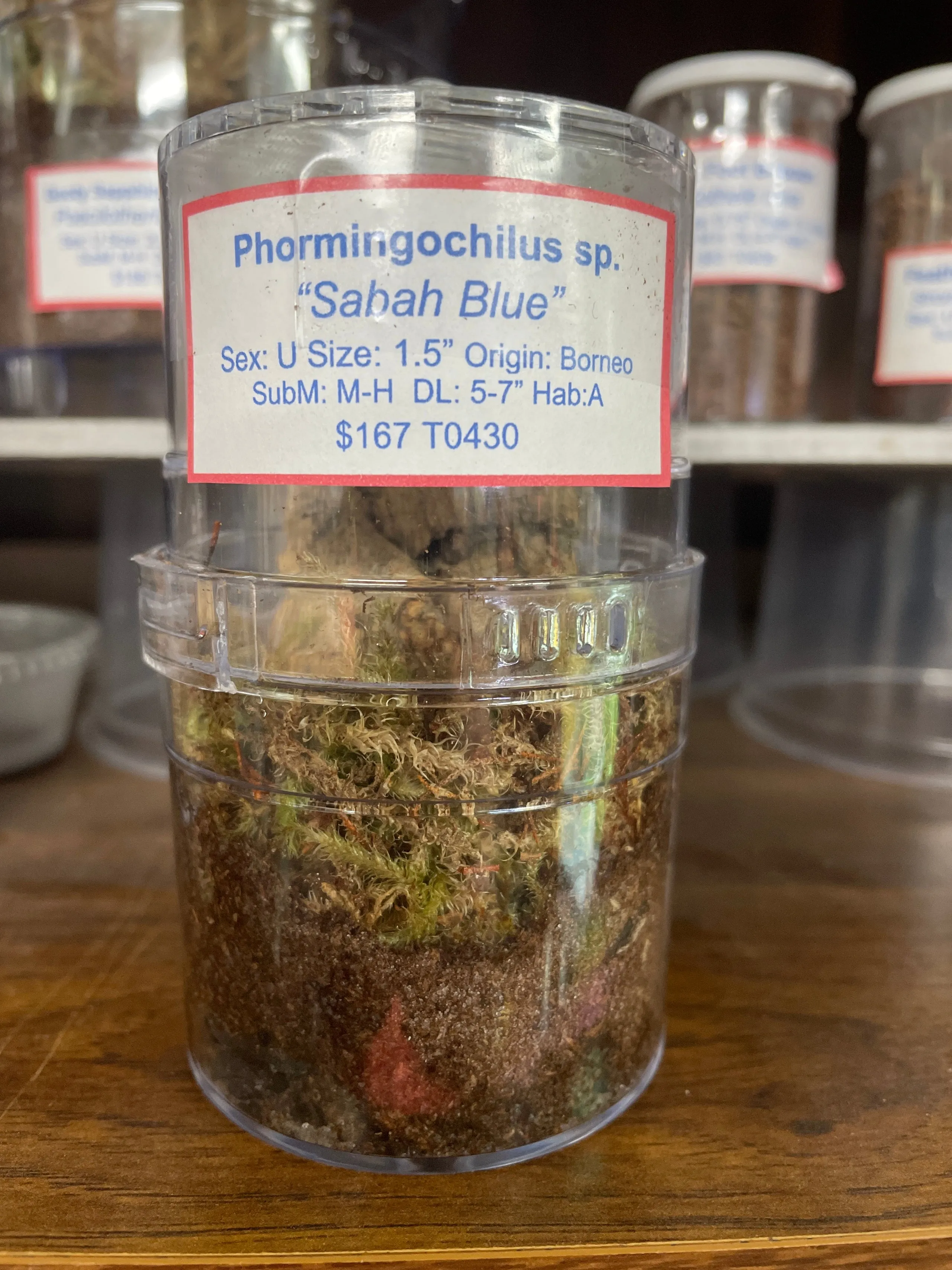 17870 sabah blue tarantula closeup