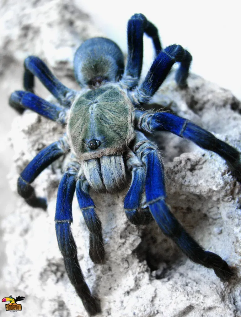 17870 sabah blue tarantula enclosure