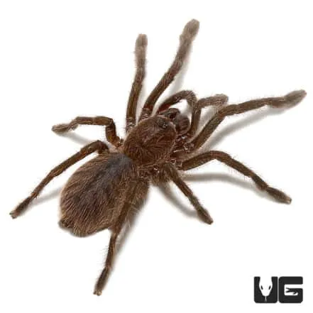 17870 sabah blue tarantula handling