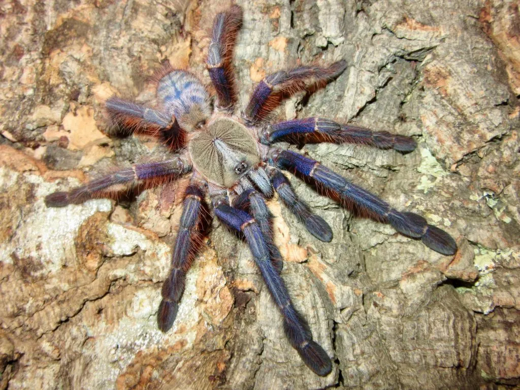 17870 sabah blue tarantula in habitat