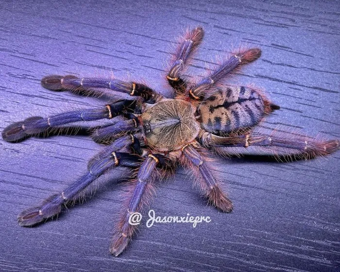 17870 sabah blue tarantula molting