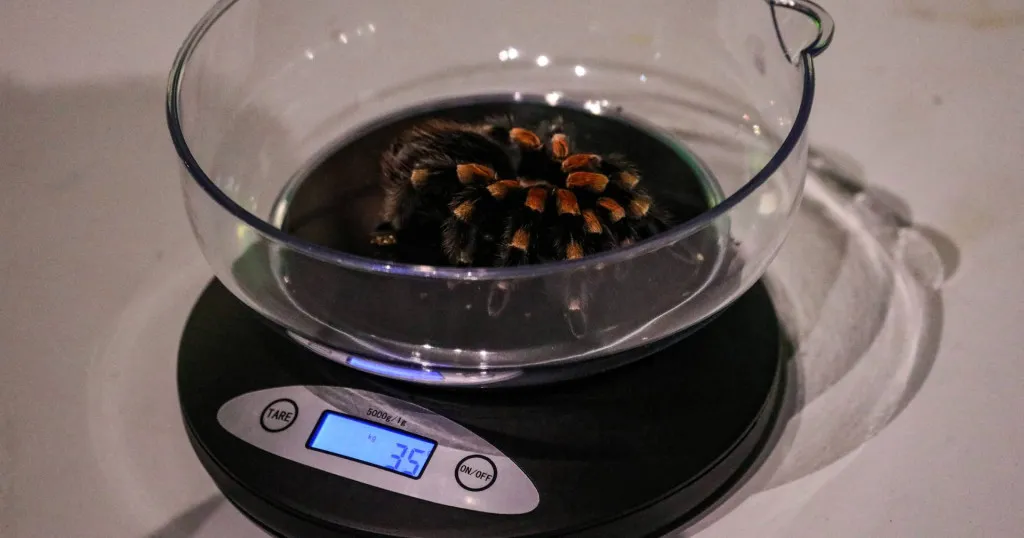 17871 tarantula habitat