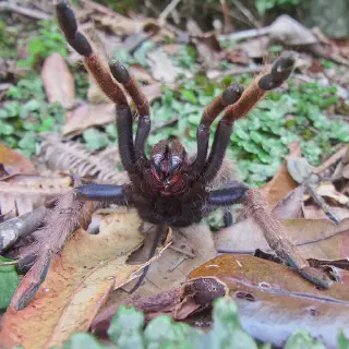 /img/17871-tarantula-handling.webp