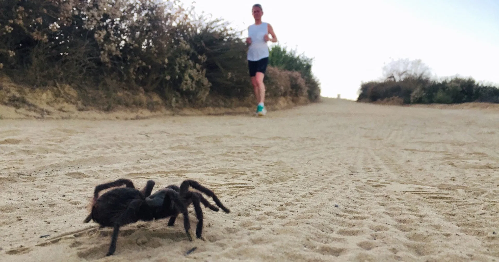 17871 tarantula predators