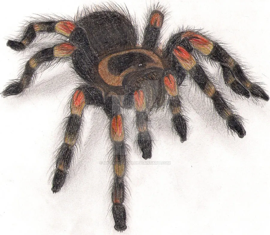 17872 red knee tarantula enrichment