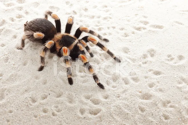 17872 red knee tarantula feeding