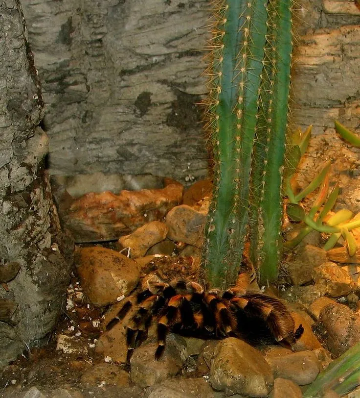 17872 red knee tarantula habitat