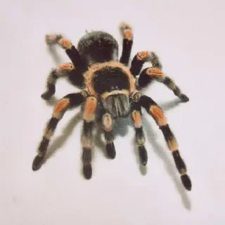 /img/17872-red-knee-tarantula-happy.webp