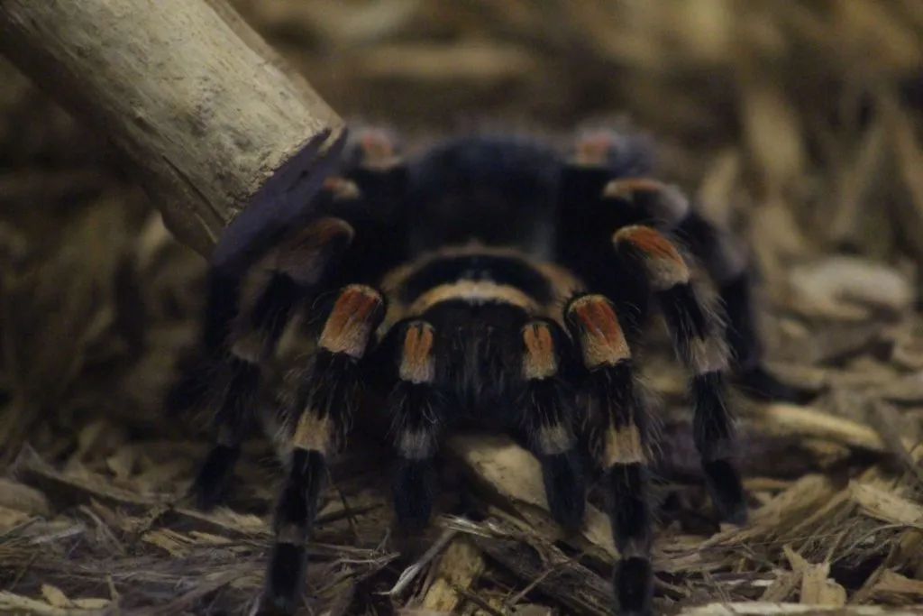 17872 red knee tarantula mating