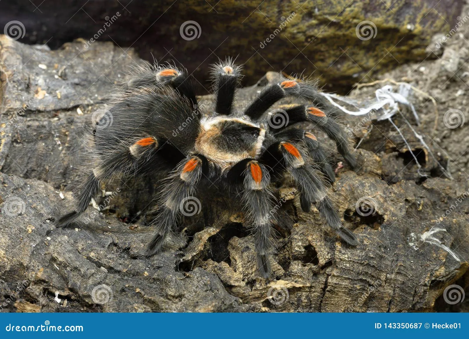 17872 red knee tarantula molting