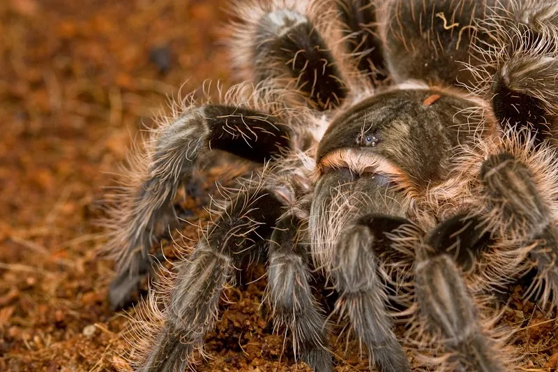 17873 tarantula behavior understanding