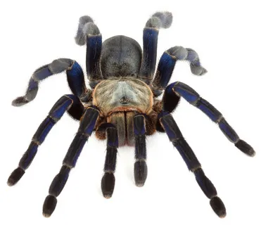 17873 tarantula feeding