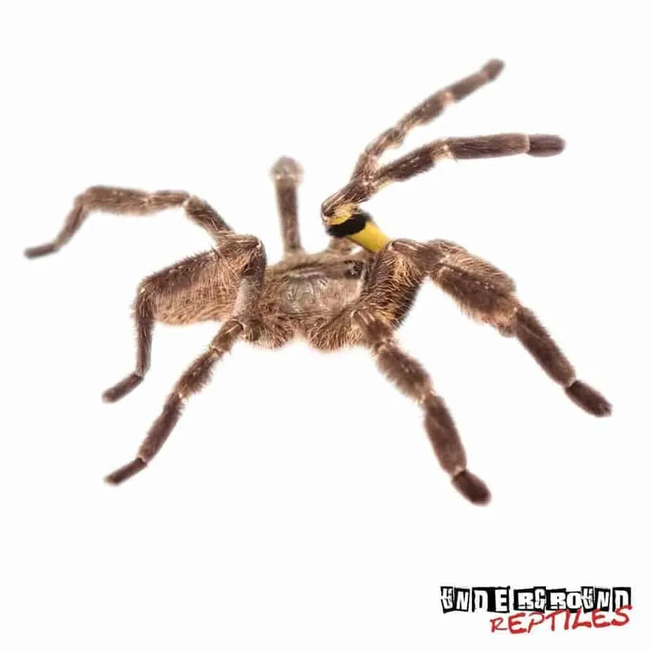 17873 tarantula habitat setup