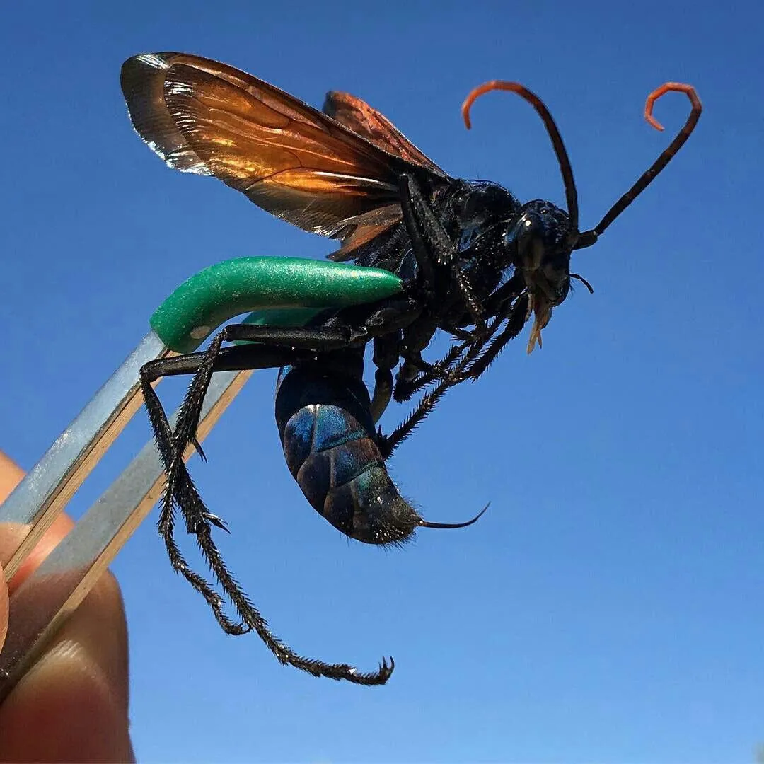 17874 tarantula hawk wasp florida behavior