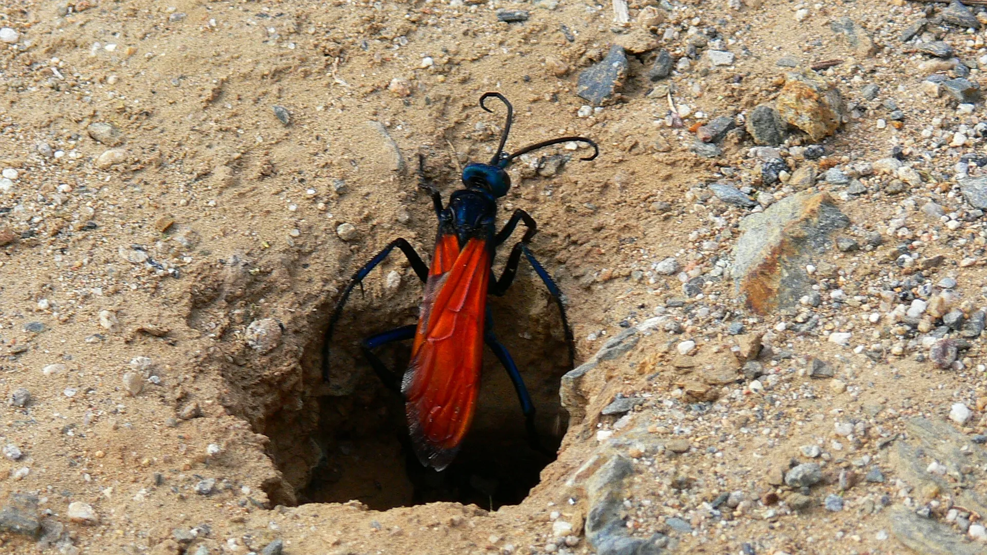 17874 tarantula hawk wasp florida habitat