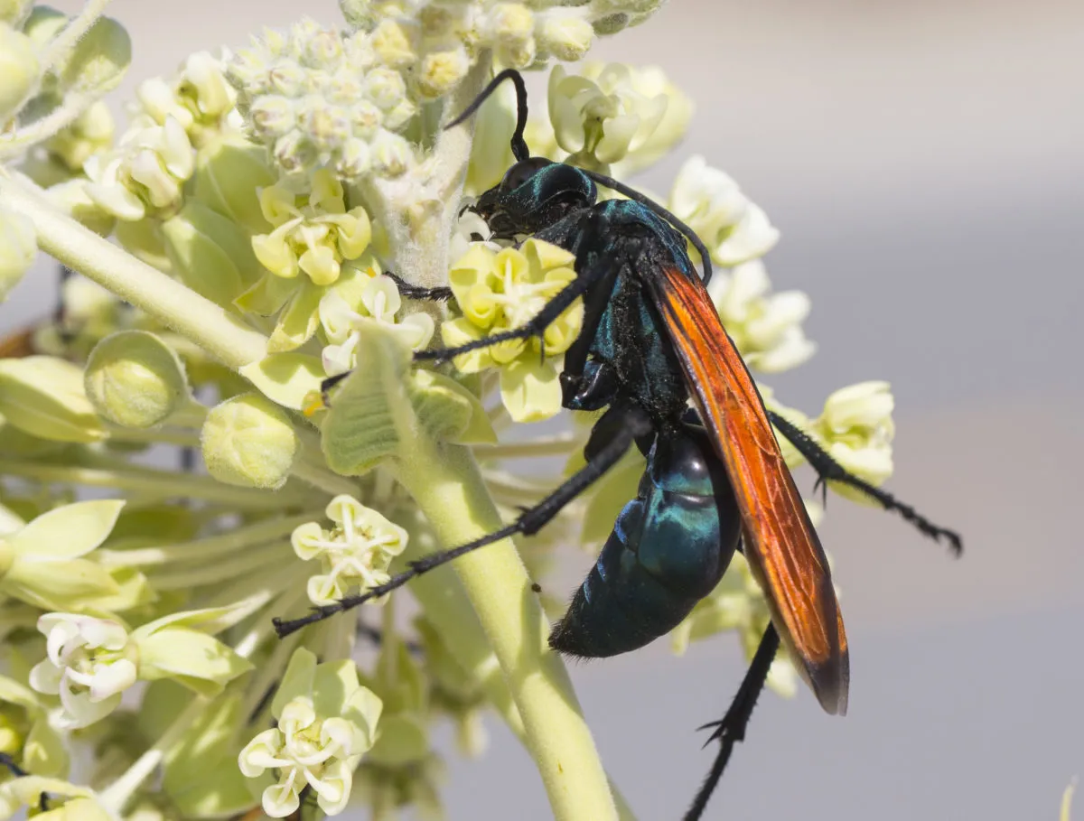 17874 tarantula hawk wasp florida life cycle