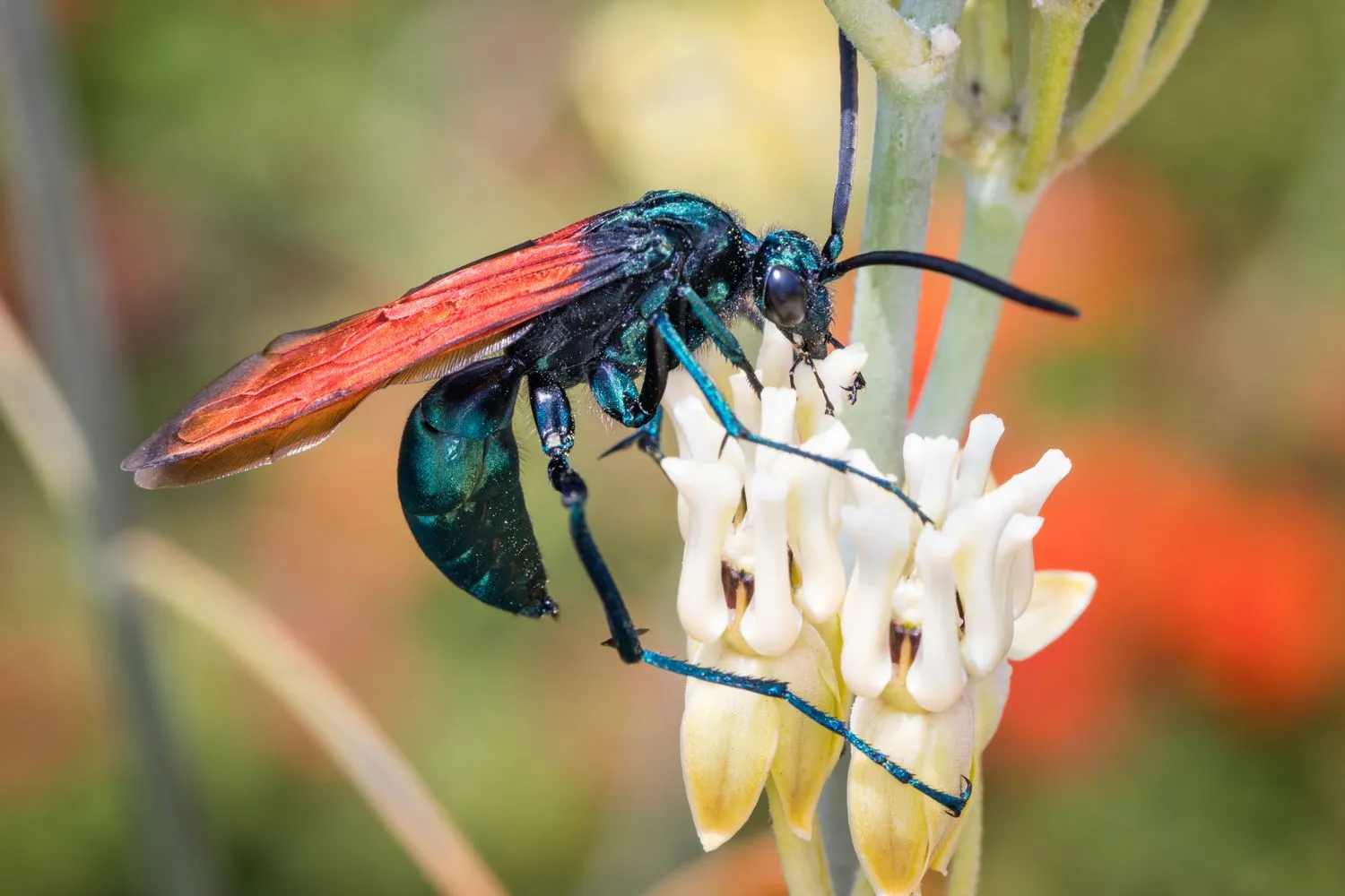 17874 tarantula hawk wasp florida size