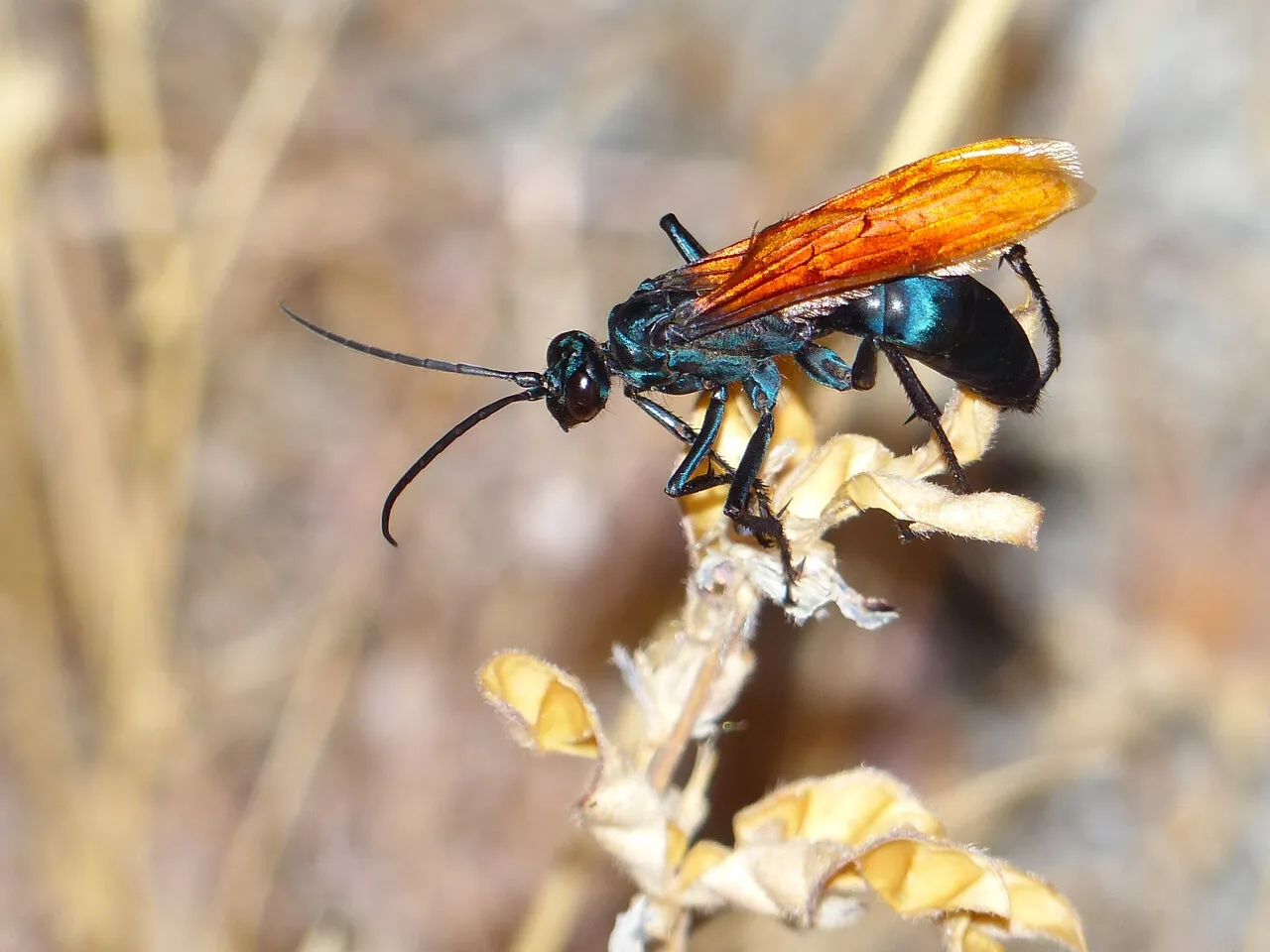 17874 tarantula hawk wasp florida sting