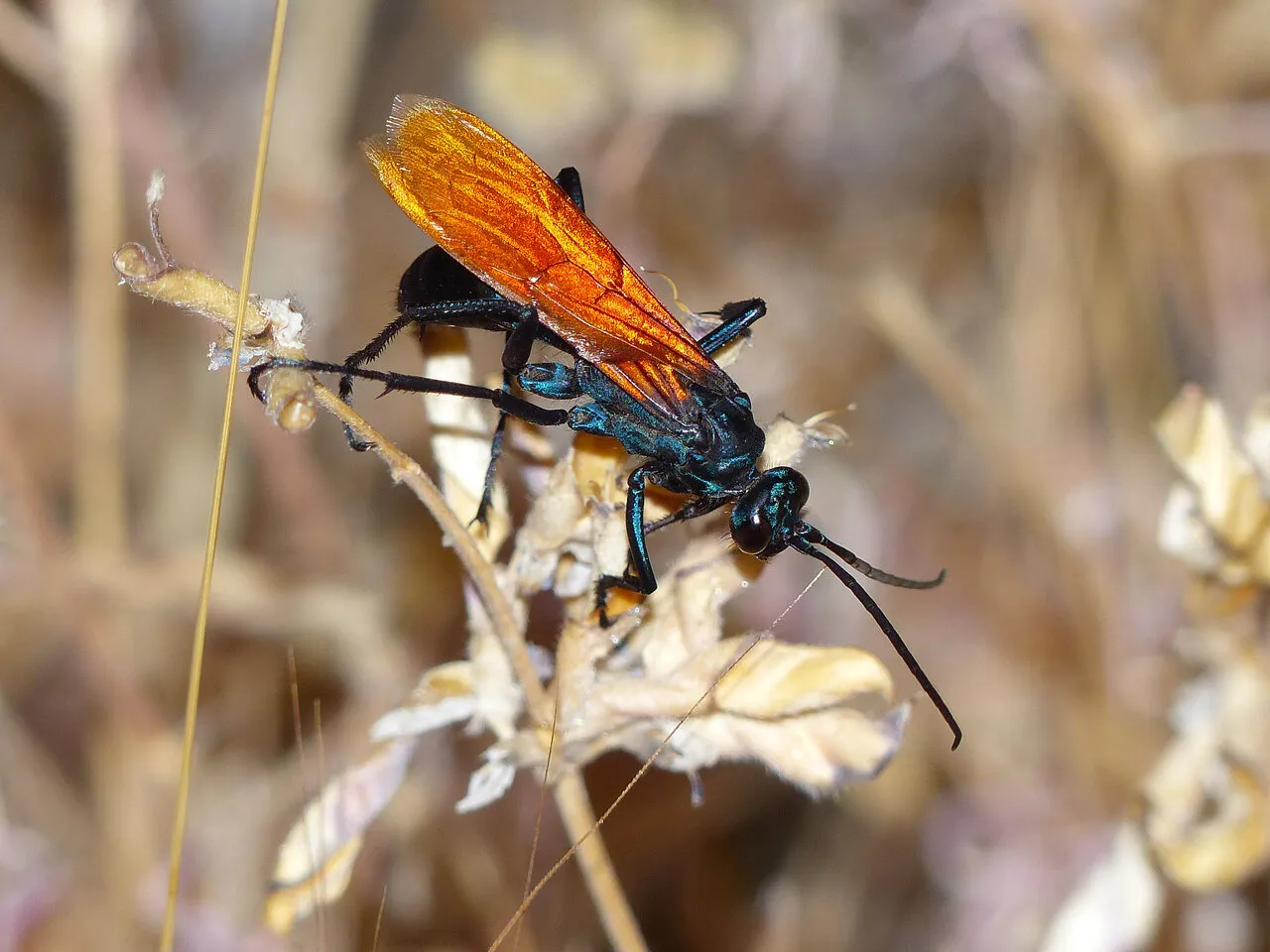 /img/17874-tarantula-hawk-wasp-florida-threats.webp