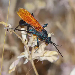 /img/17874-tarantula-hawk-wasp-florida-threats.webp