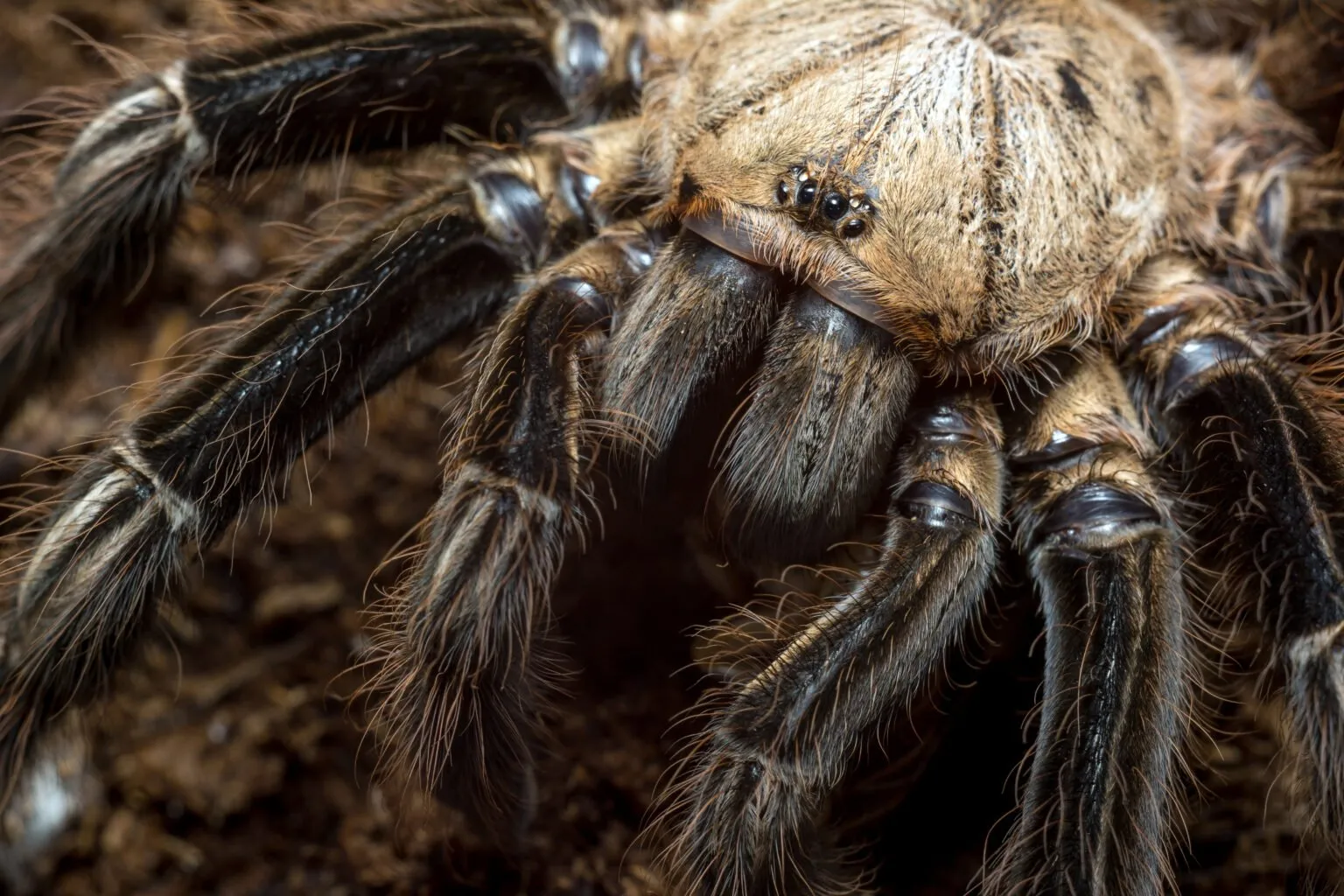 /img/17875-tarantula-closeup.webp