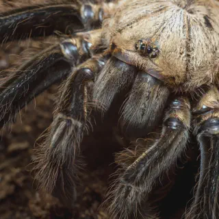 /img/17875-tarantula-closeup.webp