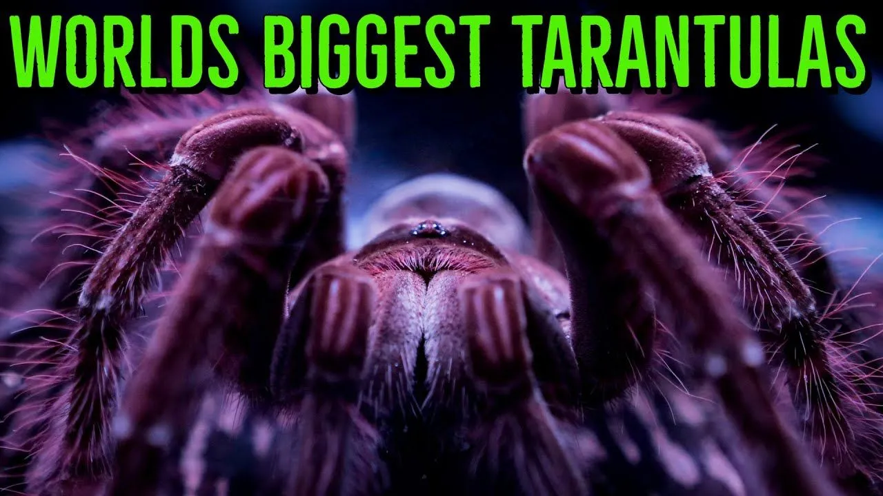 17875 tarantula conservation