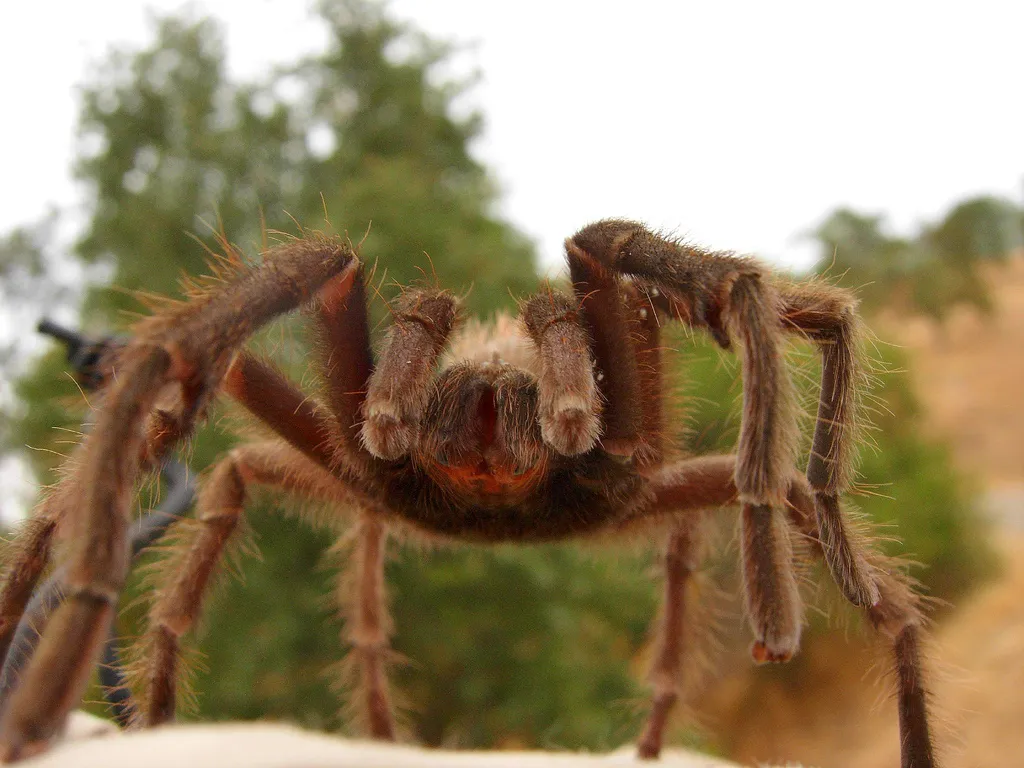 17875 tarantula eating