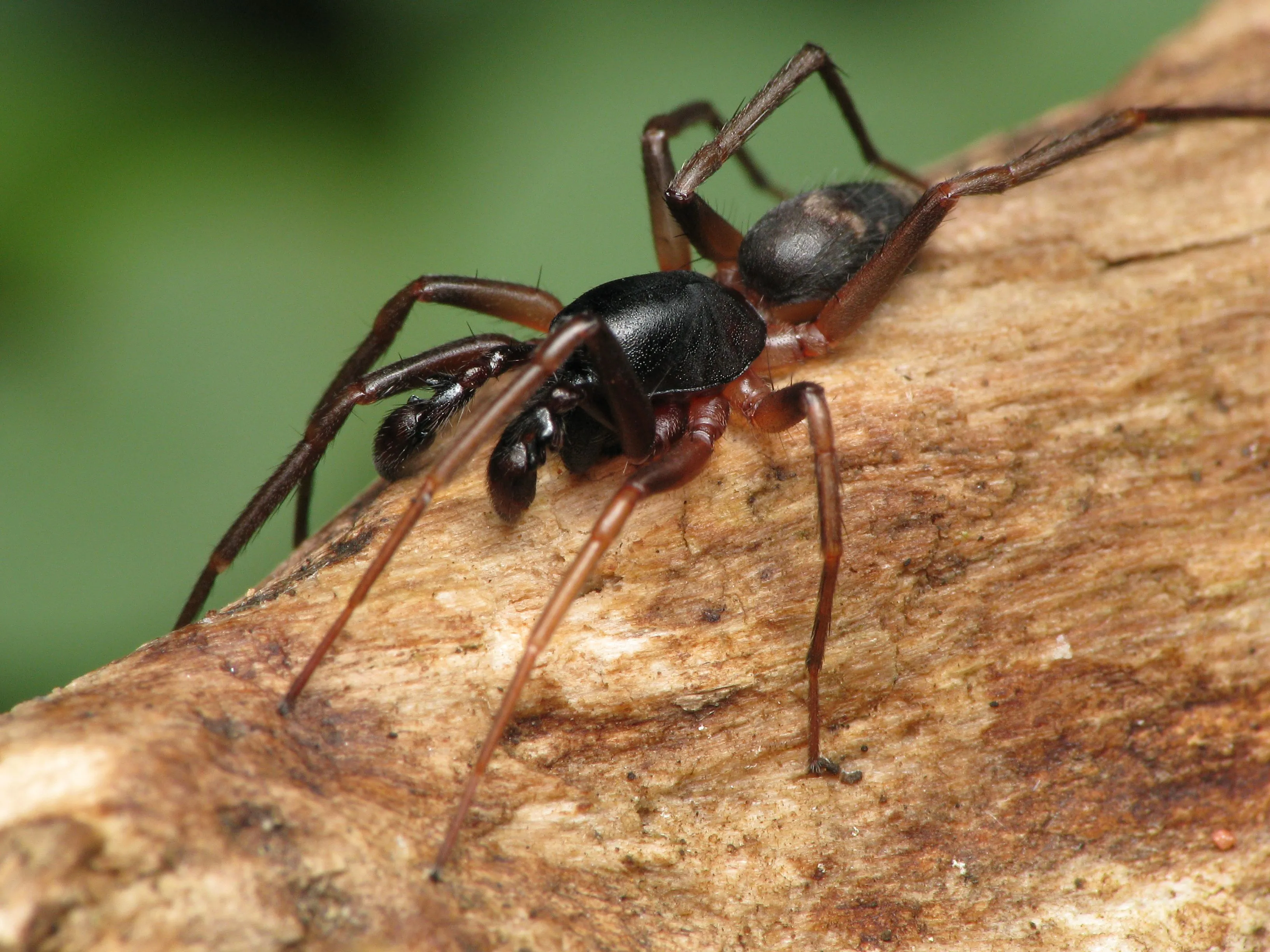 17876 tarantula sensory web