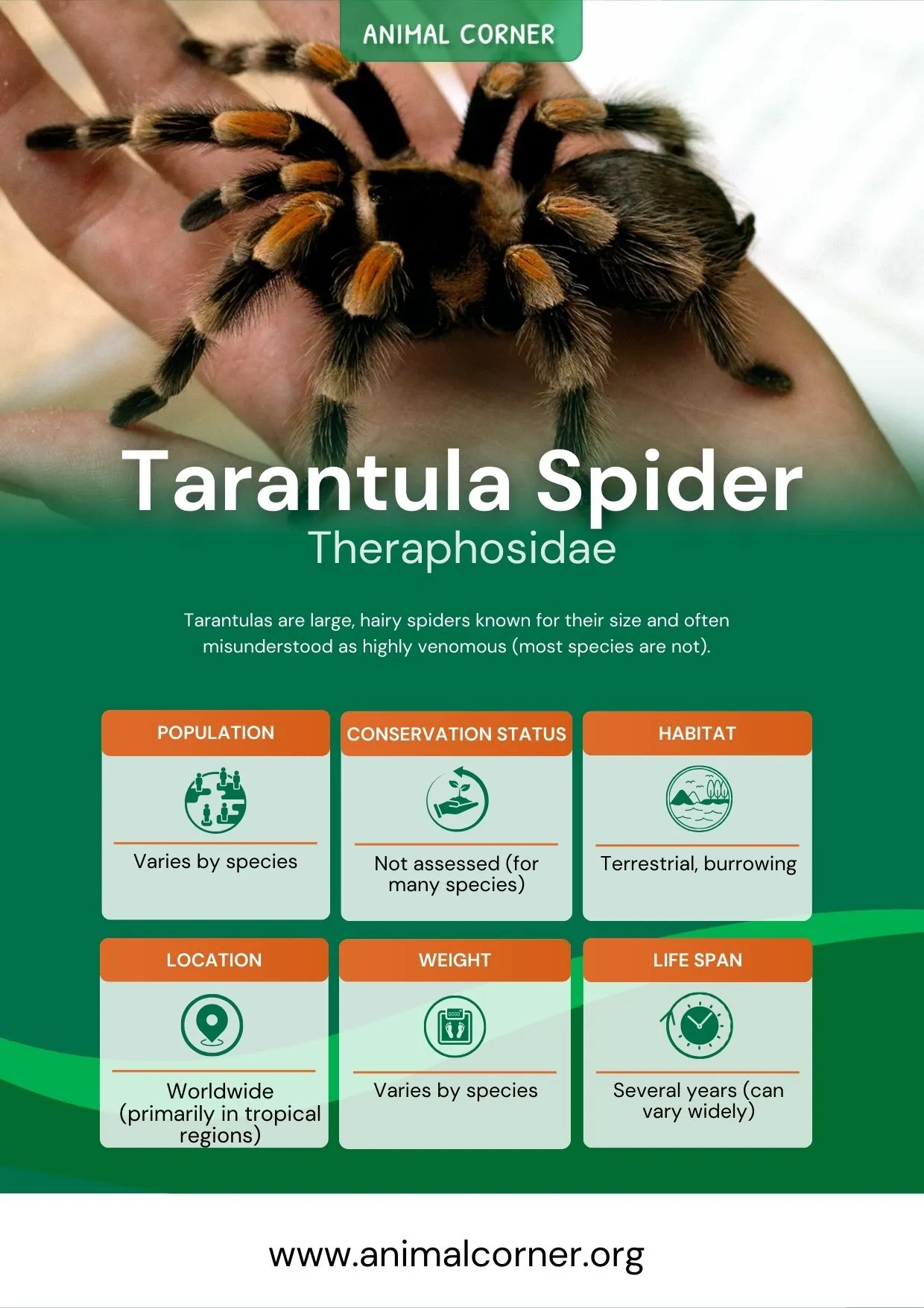 17876 tarantula silk types