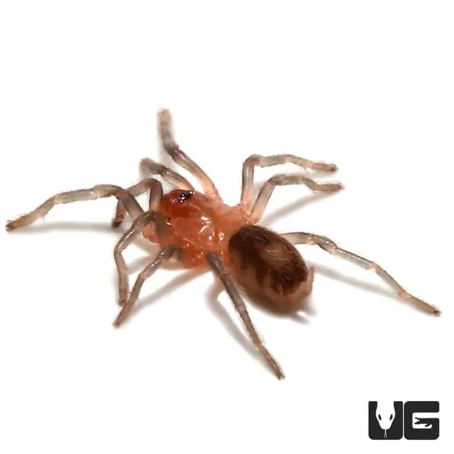 17877 blue dwarf tarantula looking