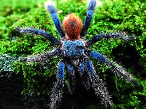 /img/17877-blue-dwarf-tarantula-seller.webp