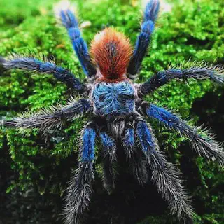 /img/17877-blue-dwarf-tarantula-seller.webp