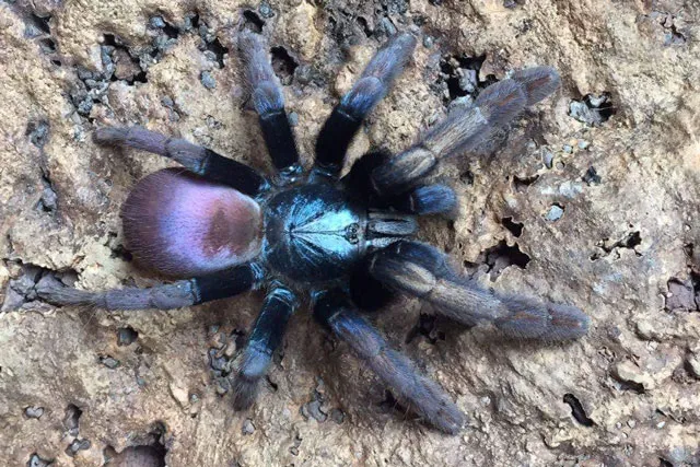 17878 tarantula supplies checklist