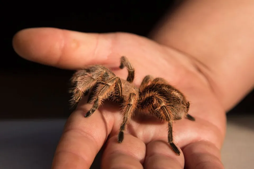 /img/17879-tarantula-health-check.webp