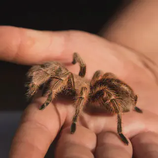 /img/17879-tarantula-health-check.webp