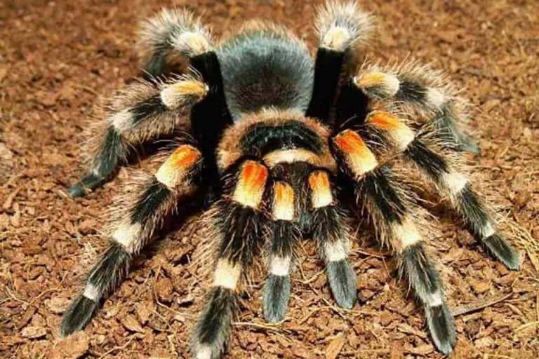 17879 tarantula in habitat