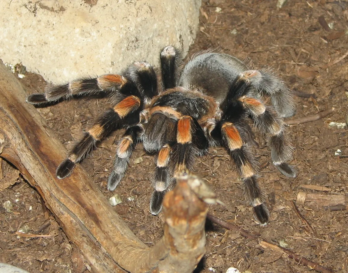 /img/17880-tarantula-enclosure.webp