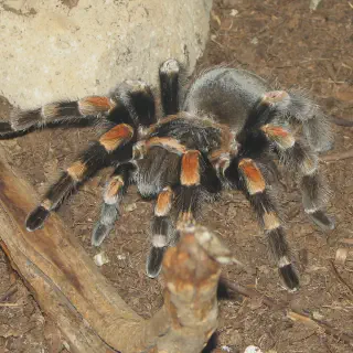 /img/17880-tarantula-enclosure.webp