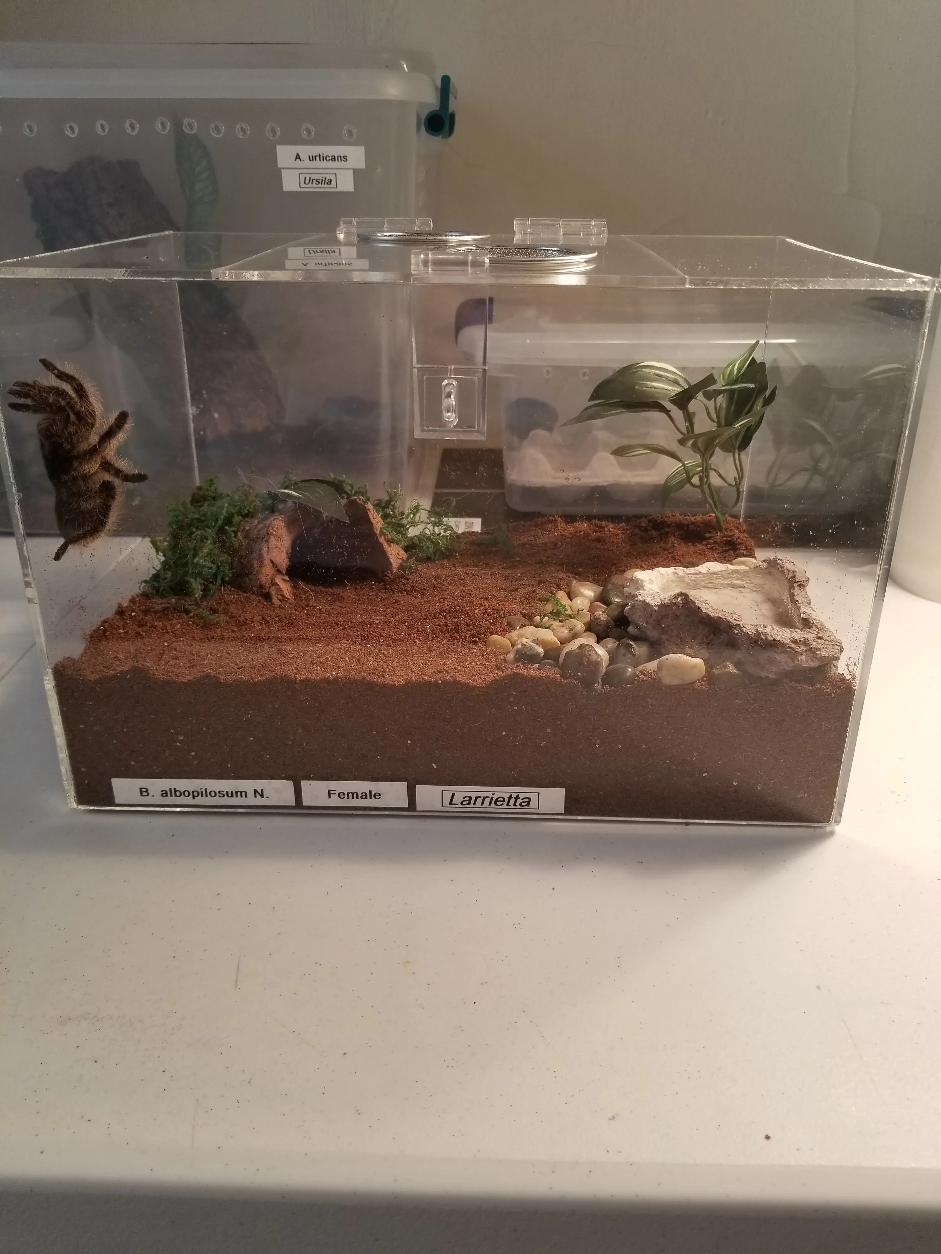 17882 glass tarantula enclosure