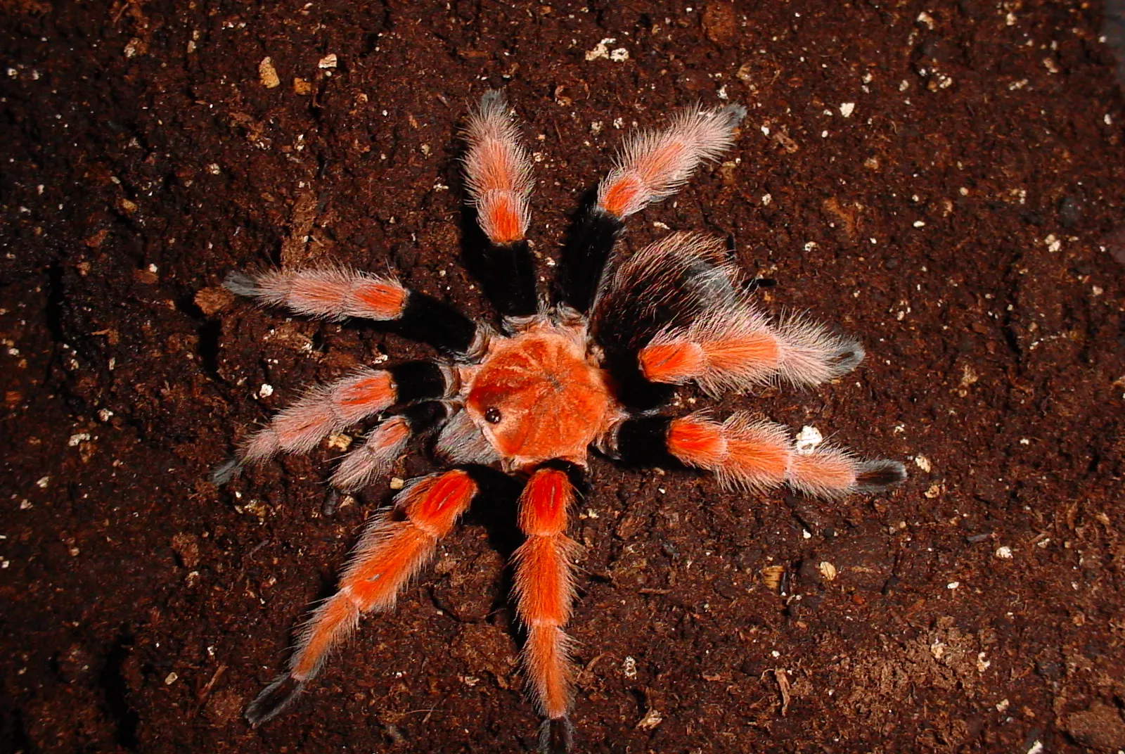 17885 pakistan tarantula size