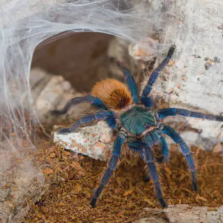 /img/17885-tarantula-behavior-pakistan.webp