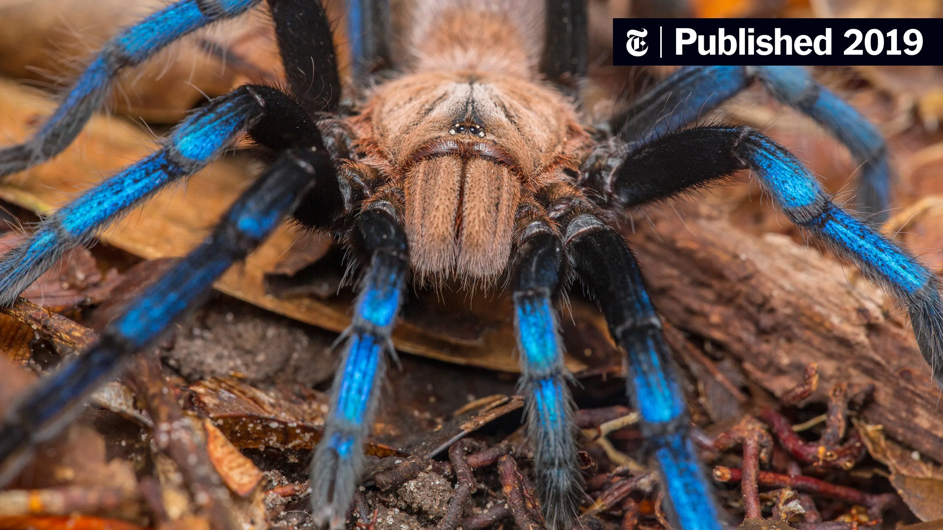 17885 tarantula conservation pakistan