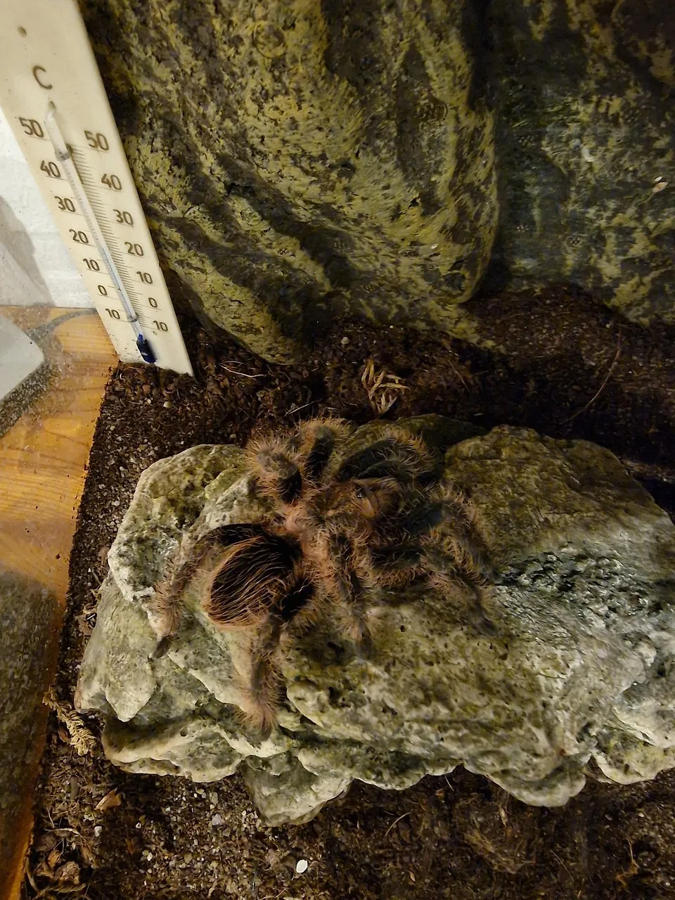 /img/17887-tarantula-adaptations.webp