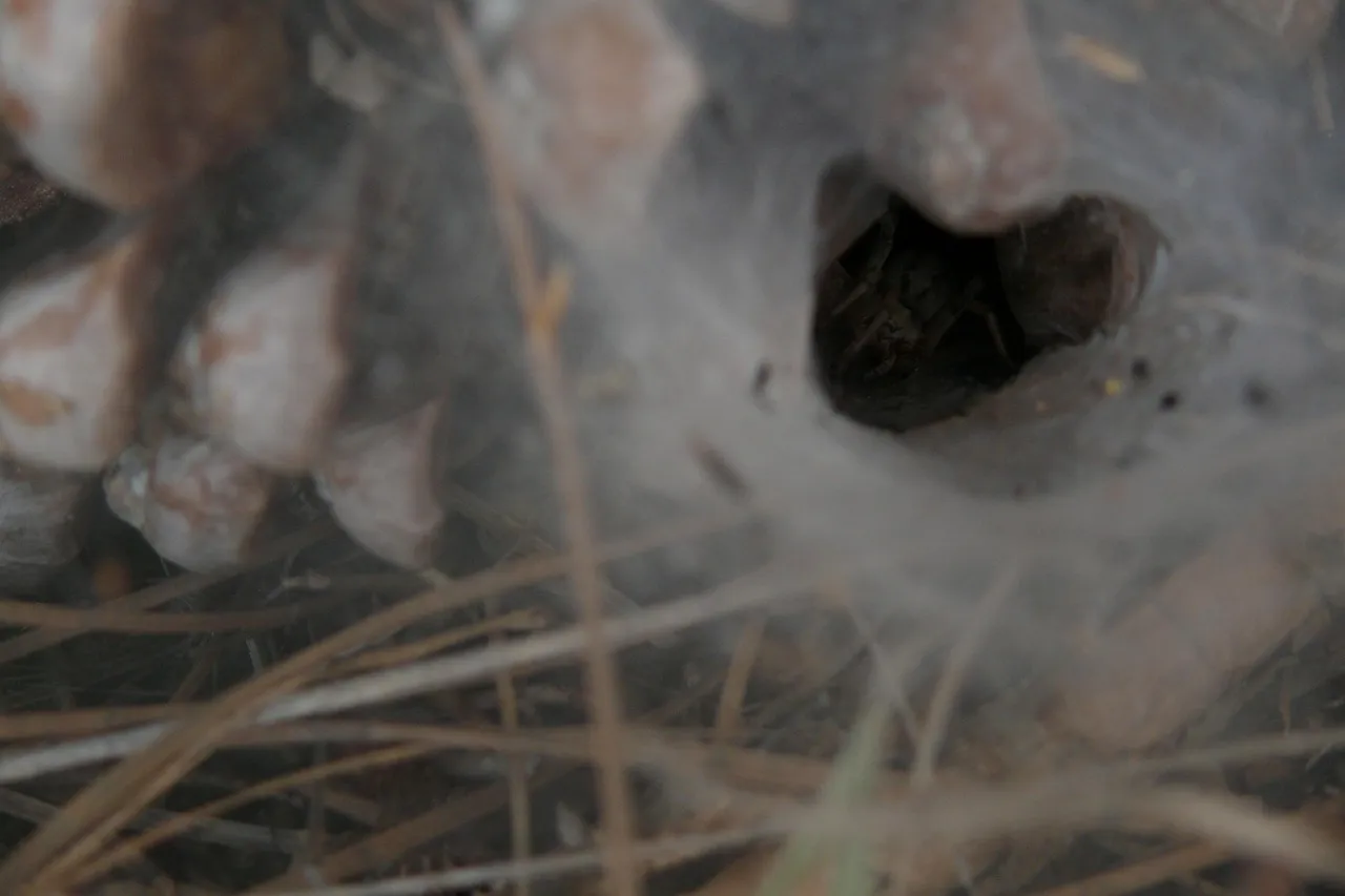 17887 tarantula conservation